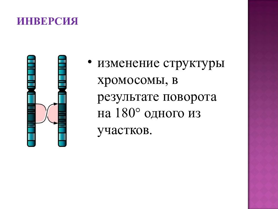 Изменение строения хромосом. Инверсия хромосом. Перицентрическая инверсия хромосомы. Изменение структуры хромосом. Перицентрическая инверсия хромосомы 7.