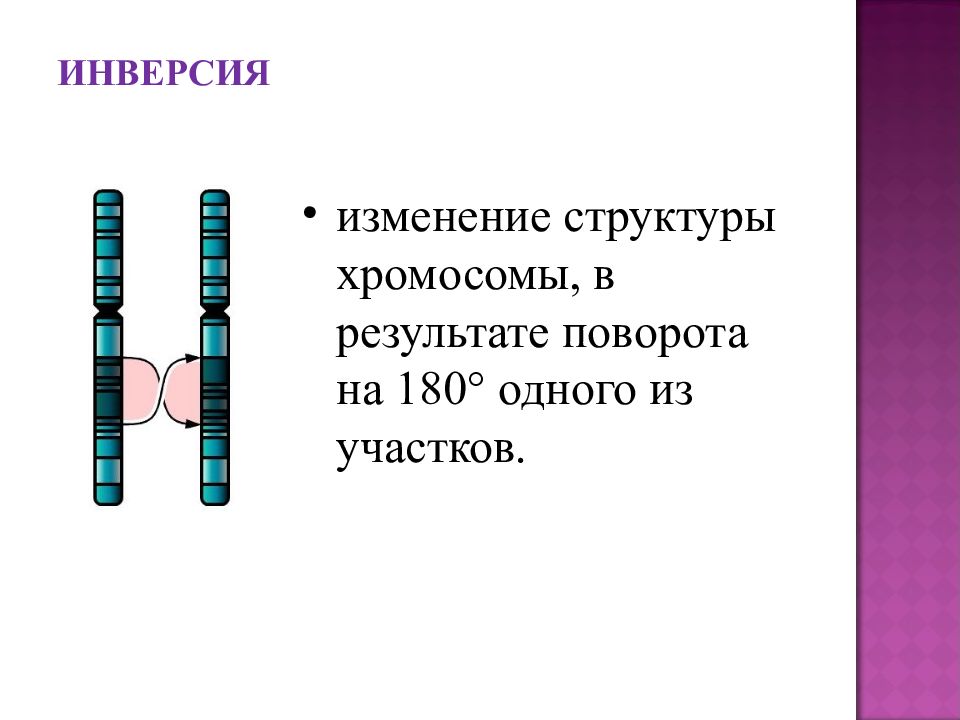 Как изменится структура. Инверсия хромосом. Перицентрическая инверсия хромосомы. Изменение структуры хромосом. Инверсия участка хромосомы.