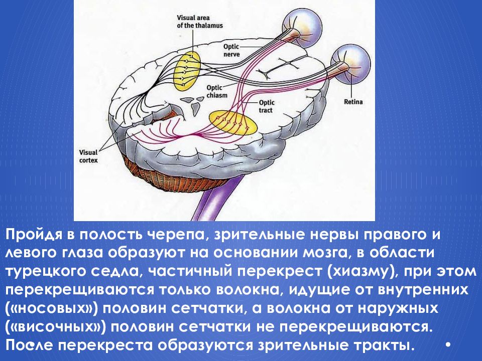 К функциям зрительного анализатора относятся. Анализаторы зрительный анализатор строение. Зрительный анализатор Перекрест. Зрительный нерв строение анатомия. Анатомия мозга зрительный анализатор.