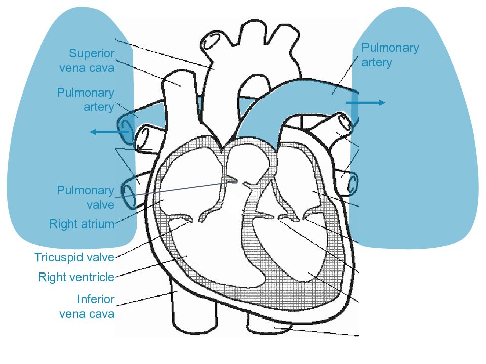 У человека в правое предсердие поступает. Атриовентрикулярные клапаны строение.