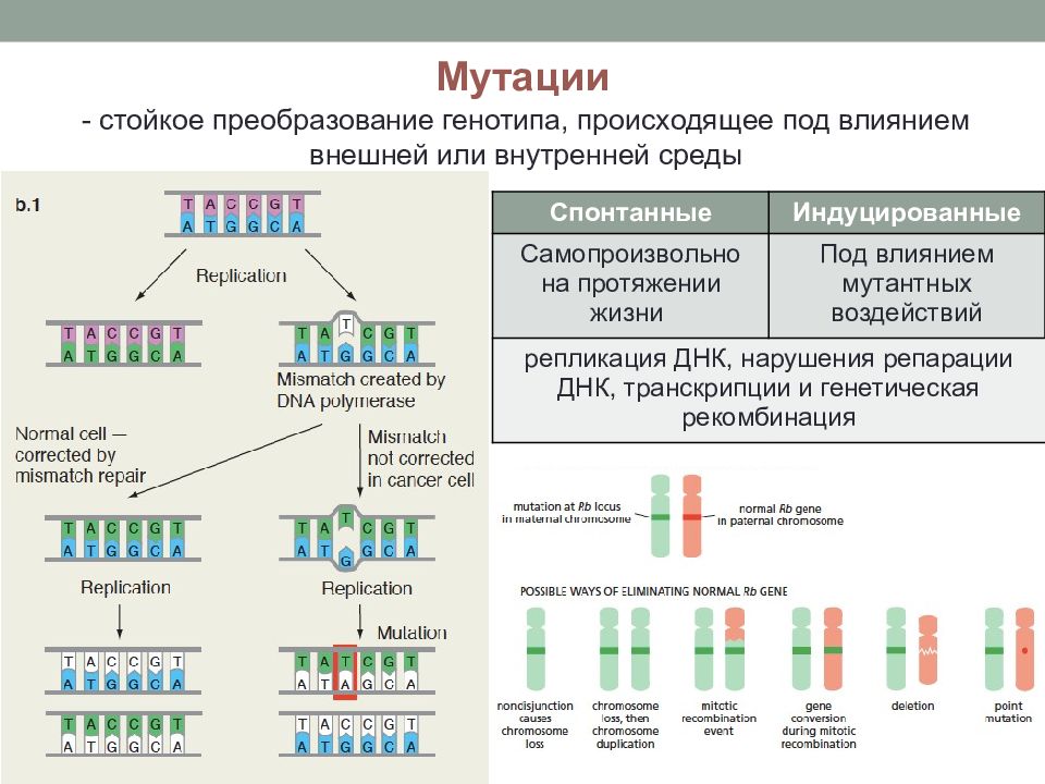 Функция генотипа. Репарация ДНК Тип мутации. Процесс репарации ДНК. Виды репарации ДНК. Этапы удвоения ДНК.