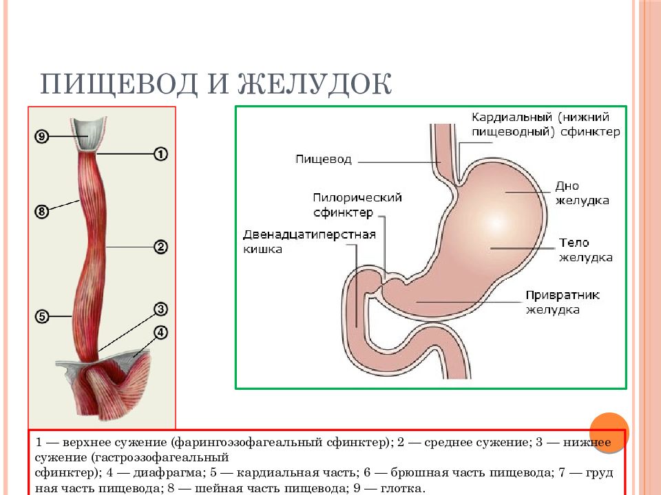 2 пищевод. Строение желудка анатомия. Желудок и пищевод человека. Анатомия строения пищевода и желудка. Пищевод и желудок анатомия человека.