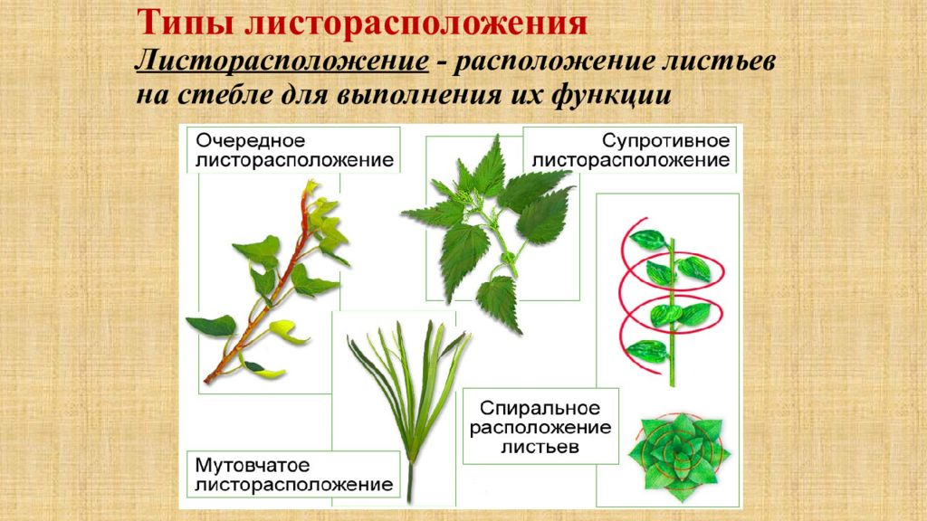 Какие виды листорасположения вы знаете. Листорасположение 6 класс биология. Тип листорасположения листа лимона. Элодея листорасположение. Типы листорасположения листьев.