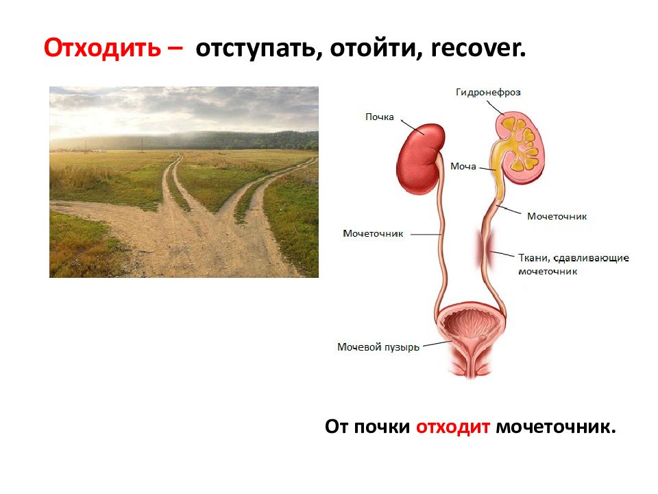 Мочеточник у мужчин строение фото анатомия