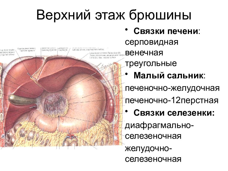 Этажи брюшной полости. Этажи брюшины топографическая анатомия. Топография верхнего этажа брюшины. Верхний этаж брюшины топографическая анатомия. Связки верхнего этажа брюшной полости.