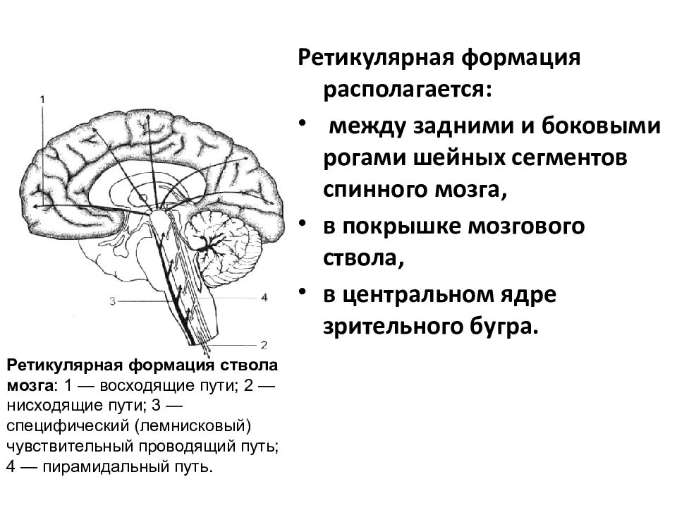 Ретикулярная формация головного мозга презентация