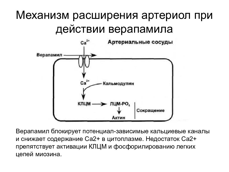 Расширение механизмов. Верапамил механизм действия фармакология. Механизм действия нифедипина.верапамила. Механизм действия верапамила фармакология. Механизмы расширения артериол.
