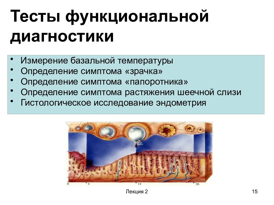 Тесты функциональной диагностики позволяют определить