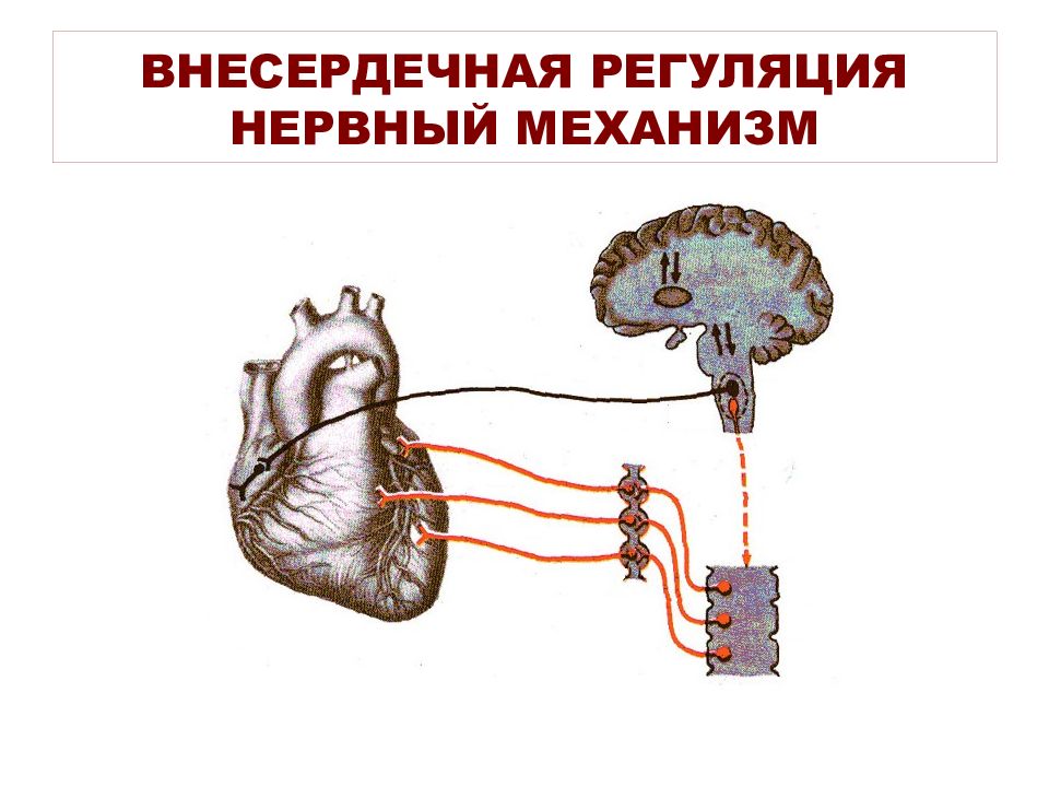 Регуляция деятельности сердца схема