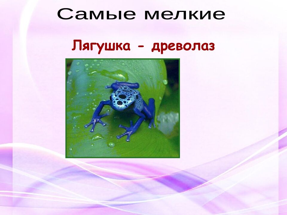 Классная работа Тема: МНОГООБРАЗИЕ И ЗНАЧЕНИЕ ЗЕМНОВОДНЫХ «Лягушкам только