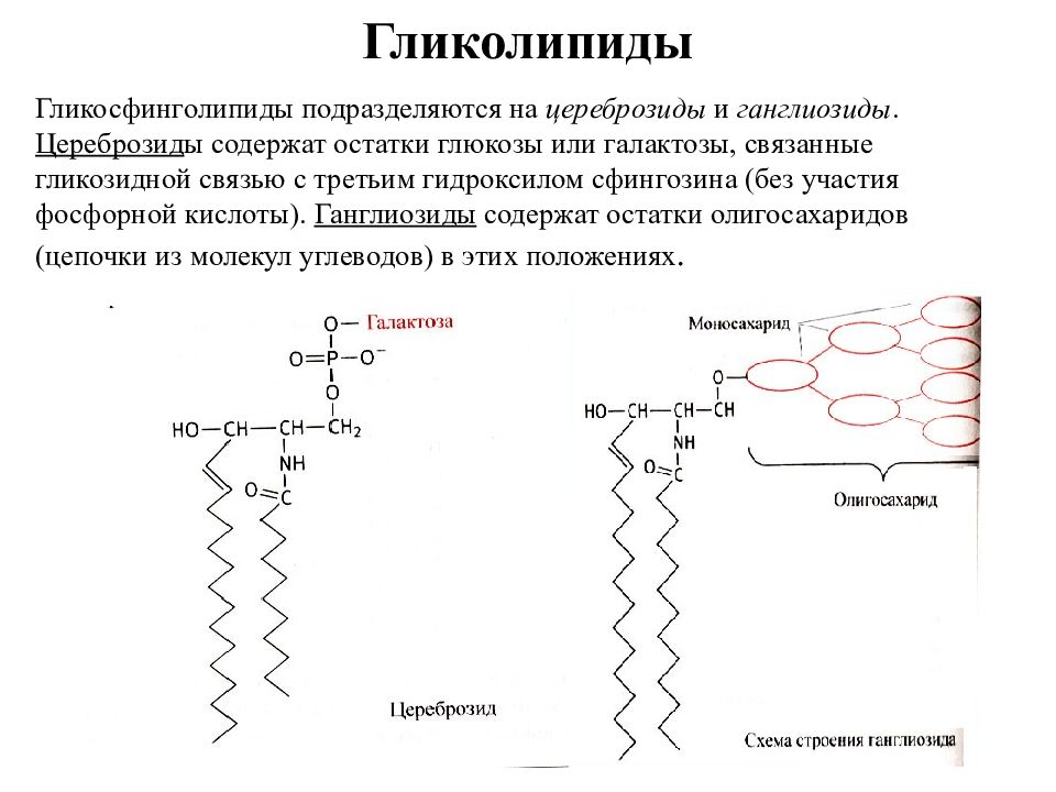 Гликолипиды. Гликолипиды структурная формула. Общая структура гликолипида. Химическое строение гликолипидов. Гликолипиды строение и функции.