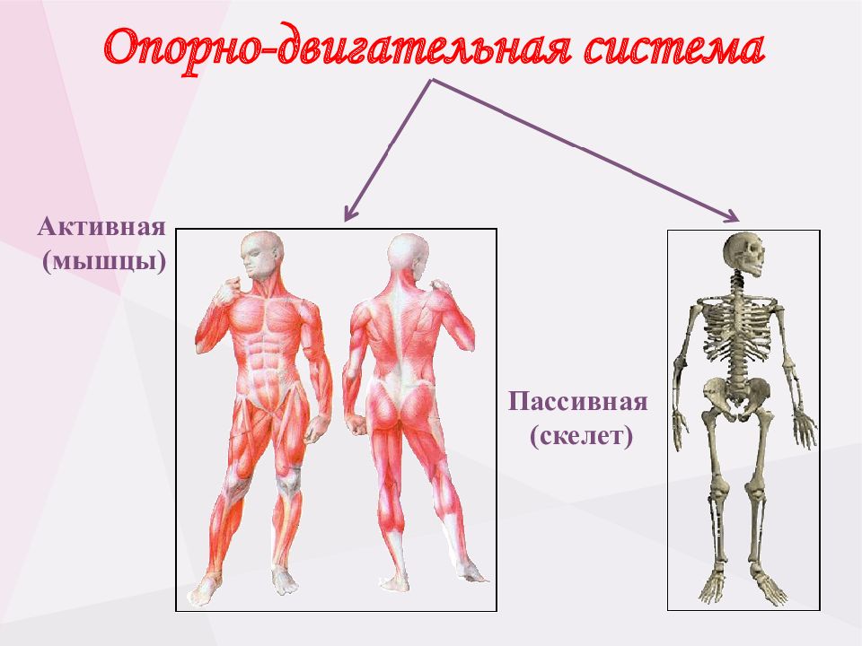 Опорно двигательная система картинки для презентации