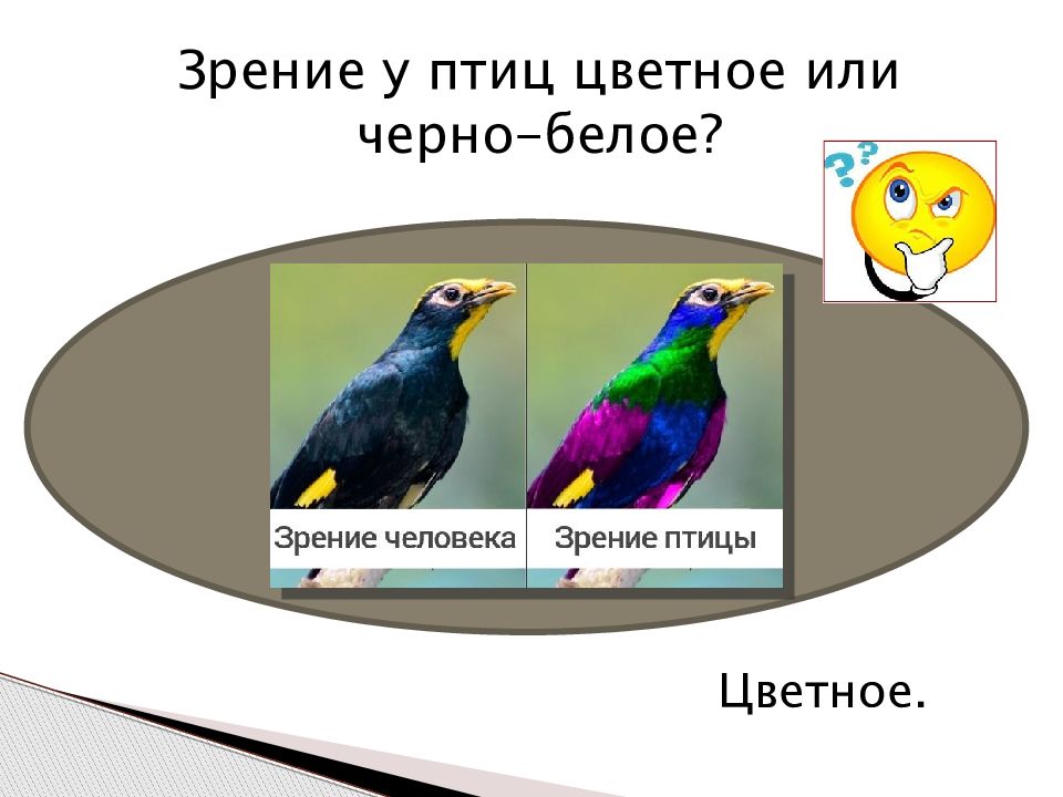 Птица восприятия. Зрение птиц. Цветное зрение у птиц. Зрение птиц цветное или черно-белое. Ультрафиолетовое зрение птиц.