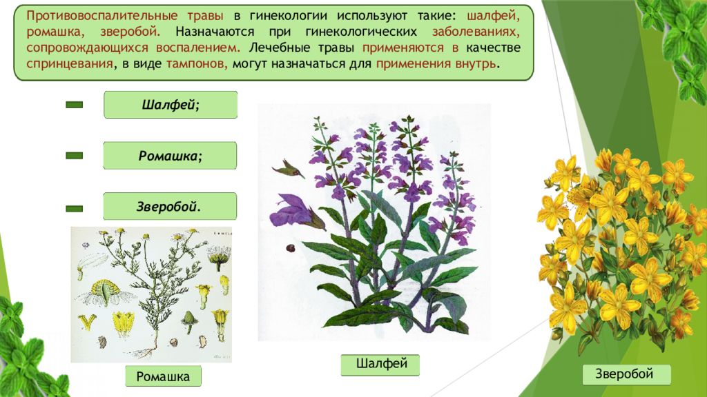 Противовоспалительные травы. Ромашка шалфей зверобой. Противовоспалительные растения. Фитотерапия в гинекологии.