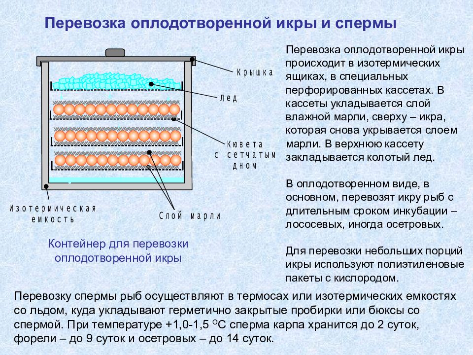 Изотермическая вода. Транспортировка икры. Контейнер для перевозки икры. Перевозка оплодотворенной икры. Транспортировка оплодотворенной икры.