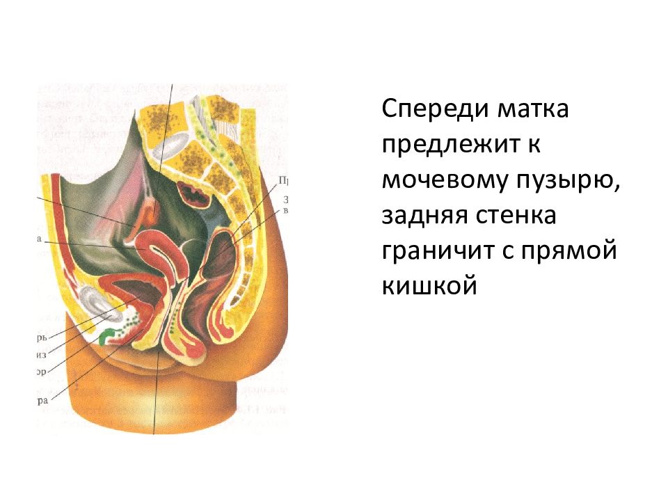 Презентация анатомия женских половых органов