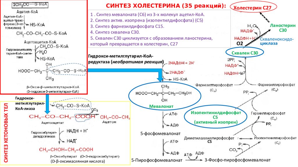 Атф и надф н. Ацетил КОА Синтез жирных кислот. Источники надфн2 для синтеза жирных кислот. Синтез жирных кислот ацетоацетил КОА. Синтез жирных кислот из ацетил КОА реакции.