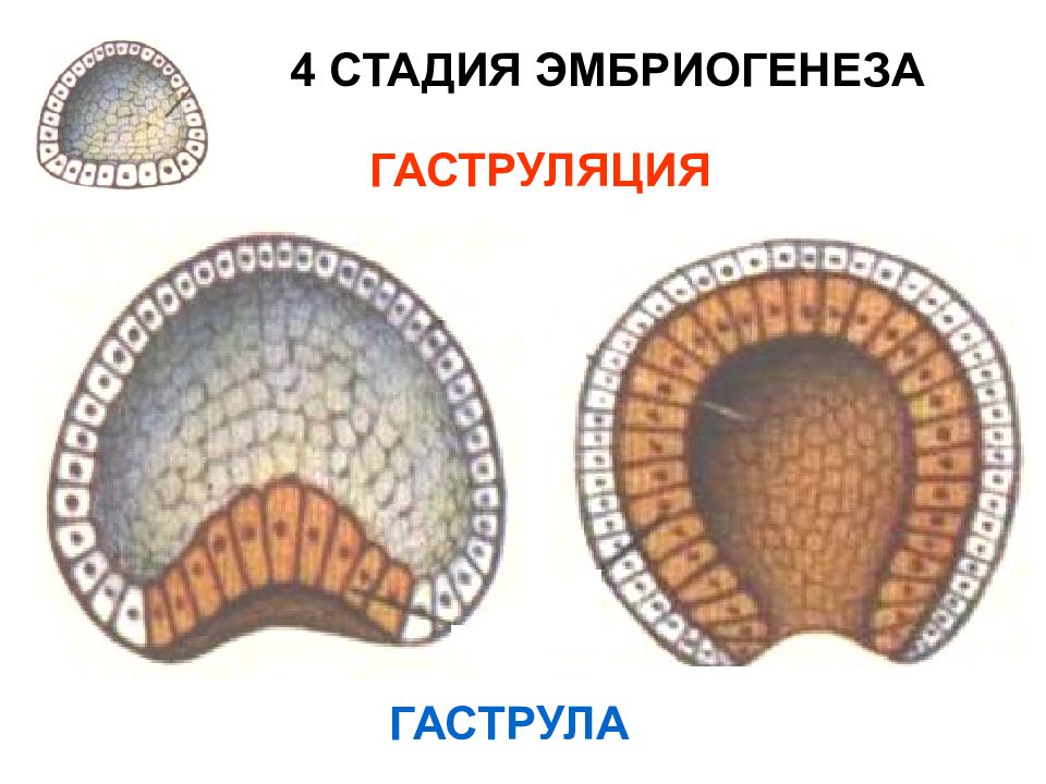 Стадии эмбриогенеза картинки