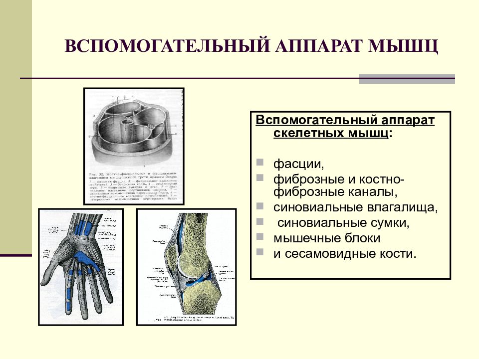 Вспомогательные мышцы. Вспомогательный аппарат мышц таблица. Вспомогательный аппарат мышц фасции синовиальные сумки и т.д. Элементы вспомогательного аппарата мышц. Вспомогательный аппарат скелетных мышц.