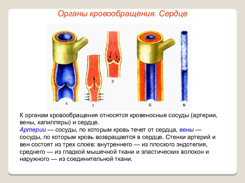 Артерии вены капилляры картинки