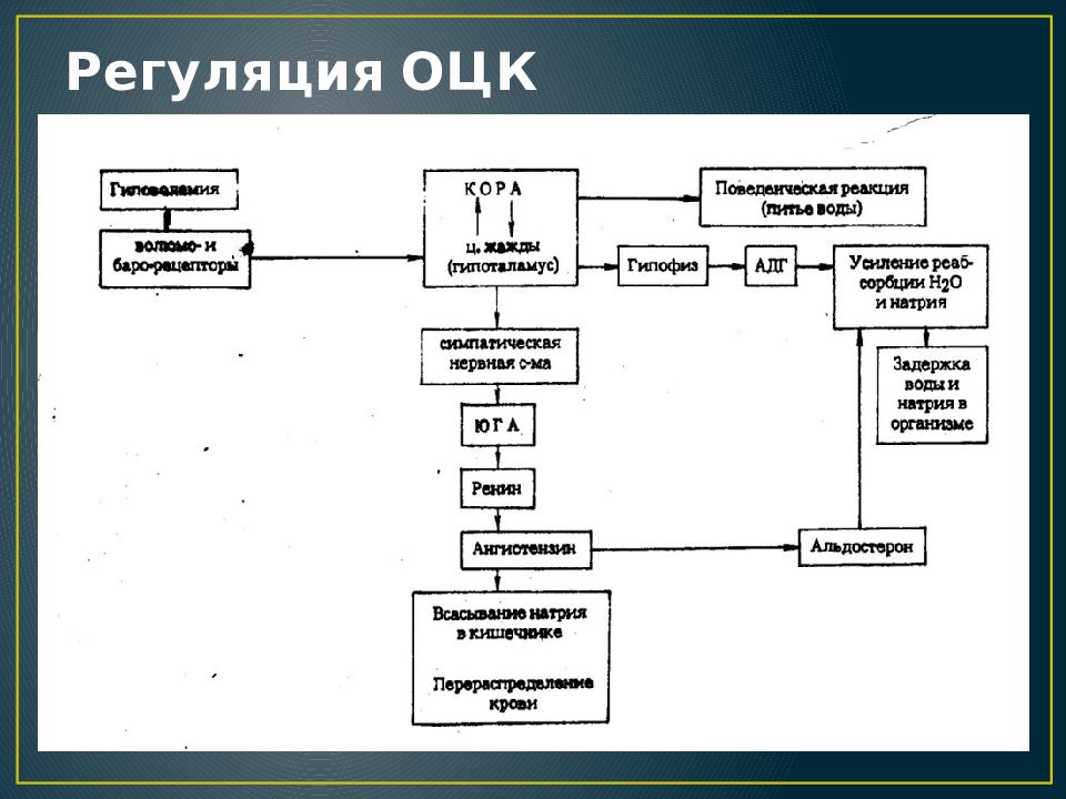 Какие структуры участвуют. Регуляция объема циркулирующей крови. Регуляция ОЦК АДГ. Регуляция объема циркулирующей крови физиология. Схема регуляции ОЦК.