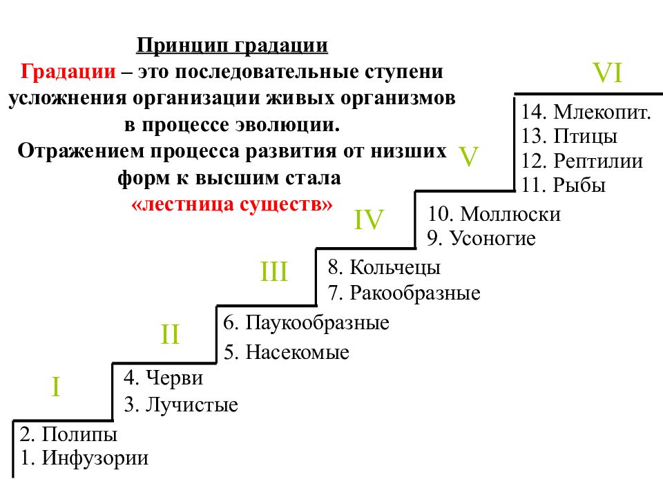 Усложнение строения животных многообразие видов как результат эволюции презентация