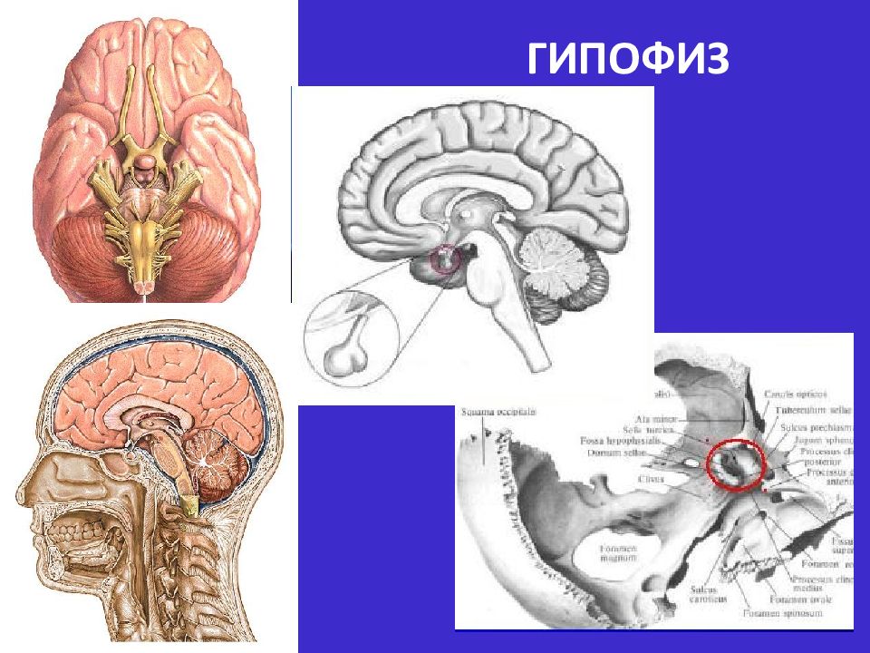Место гипофиза. Гипофиз. Гипофиз человека. Гипофиз анатомия человека. Расположение гипофиза в головном мозге.