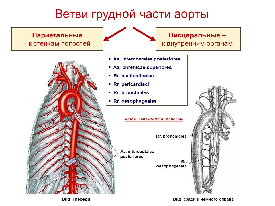 Париетальные ветви грудной аорты