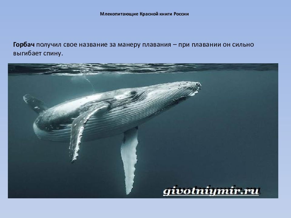 Занесен ли. Млекопитающие красной книги. Млекопитающие из красной книги России. Морские млекопитающие в красной книге. Млекопитающие животные занесенные в красную книгу.