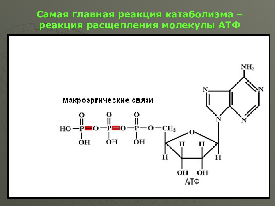 Реакция расщепления атф. Схема гидролитического расщепления АТФ. Гидролитическое расщепление АТФ В организме. Распад молекулы АТФ.