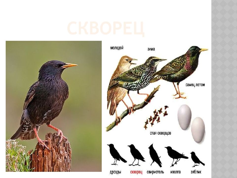 Скворцы перелетные птицы. Скворец Перелетная птица. Скворец Перелетная птица или нет. Скворец Перелетная или нет. Скворец зимующая птица или Перелетная.