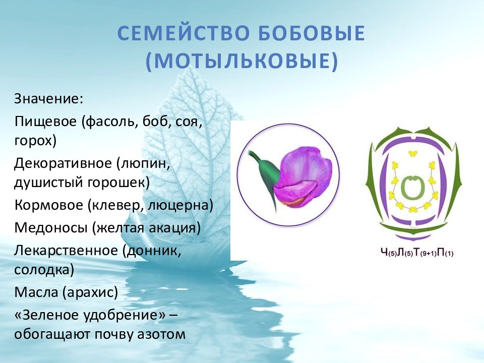 Презентация по биологии 6 класс мотыльковые