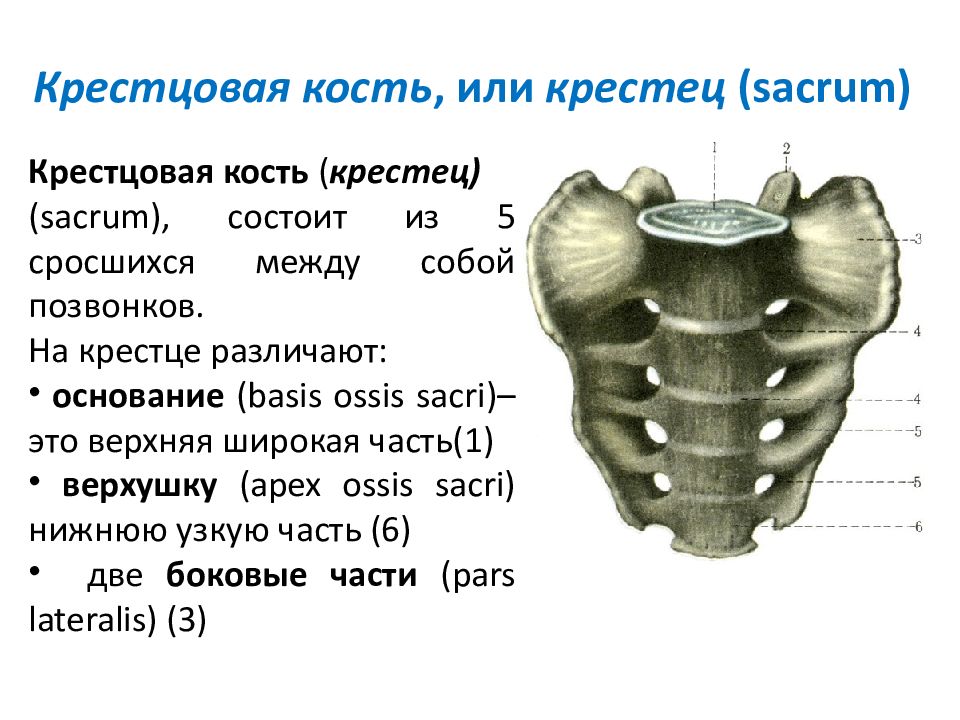 Нижний крестец. 2 Крестцовый позвонок. 5 Крестцовый позвонок. Крестец и копчик анатомия человека. Крестец кость анатомия.