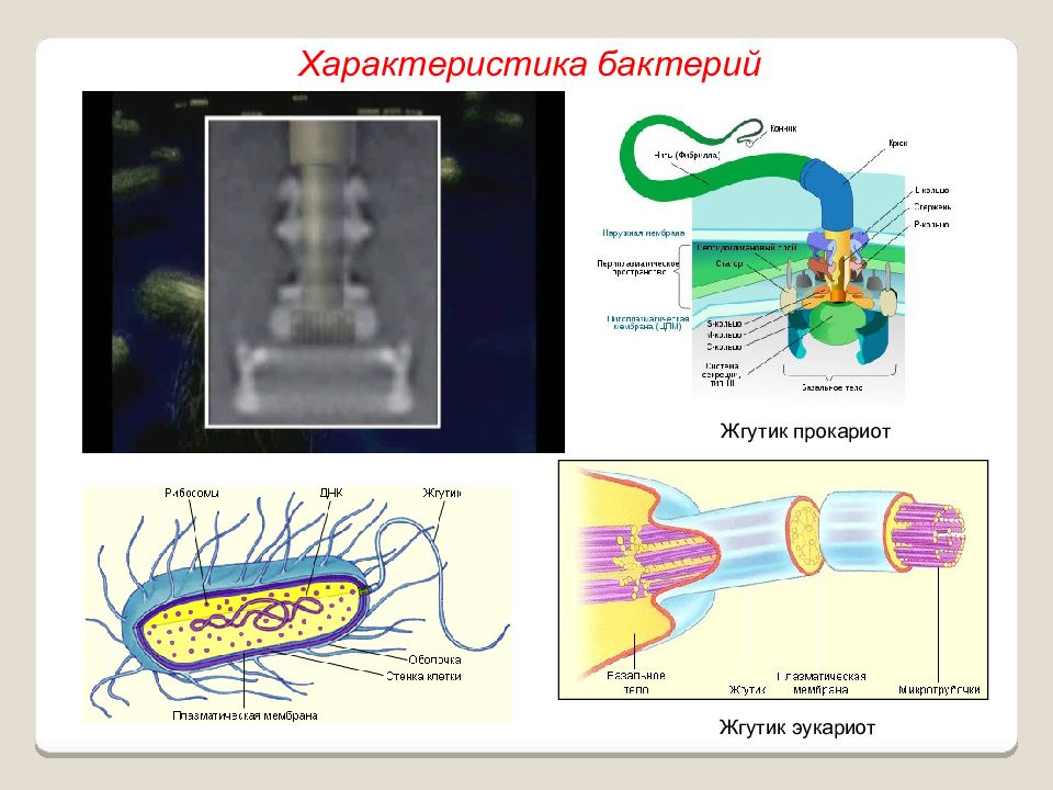 Строение жгутика эукариот