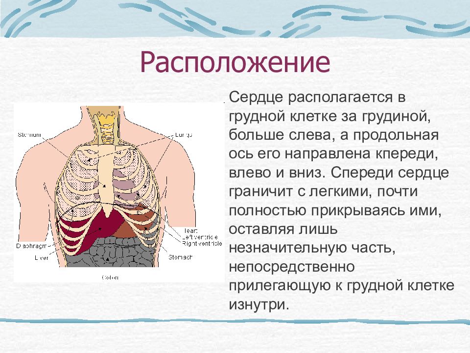 Сердце Расположение В Грудной Клетке Фото