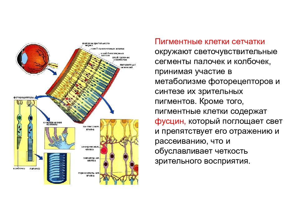 Фоторецепторы. Палочки колбочки пигментные клетки. Светочувствительные клетки палочки и колбочки. Пигментные клетки сетчатки участвуют в. Светочувствительные клетки сетчатки.