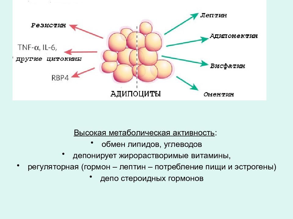 Метаболическая активность. Лептин и жировая ткань. Гормон жировой ткани лептин. Жировая ткань продуцирует гормоны. Резистин гормон.