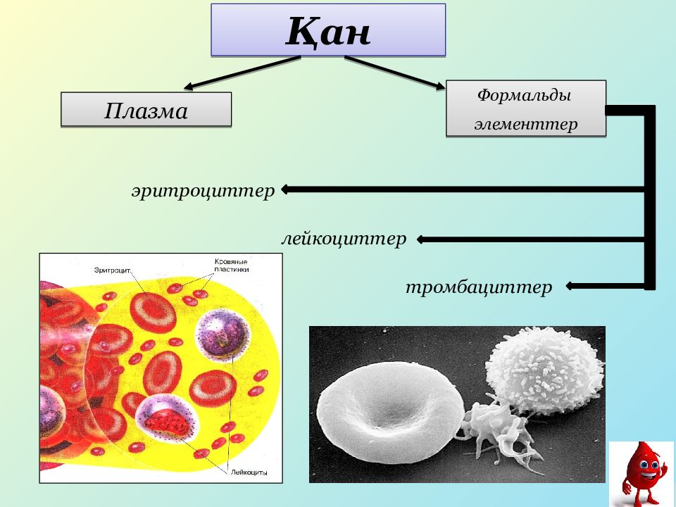 Эритроциттер. Лейкоциттер. Лейкоциты презентация. Эритроциттер дегеніміз не. Лейкоцит в гипертоническом.