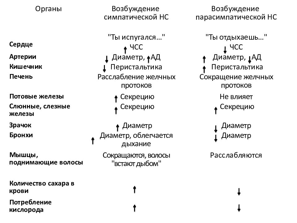 Соматический и автономный вегетативный отделы нервной системы 8 класс презентация