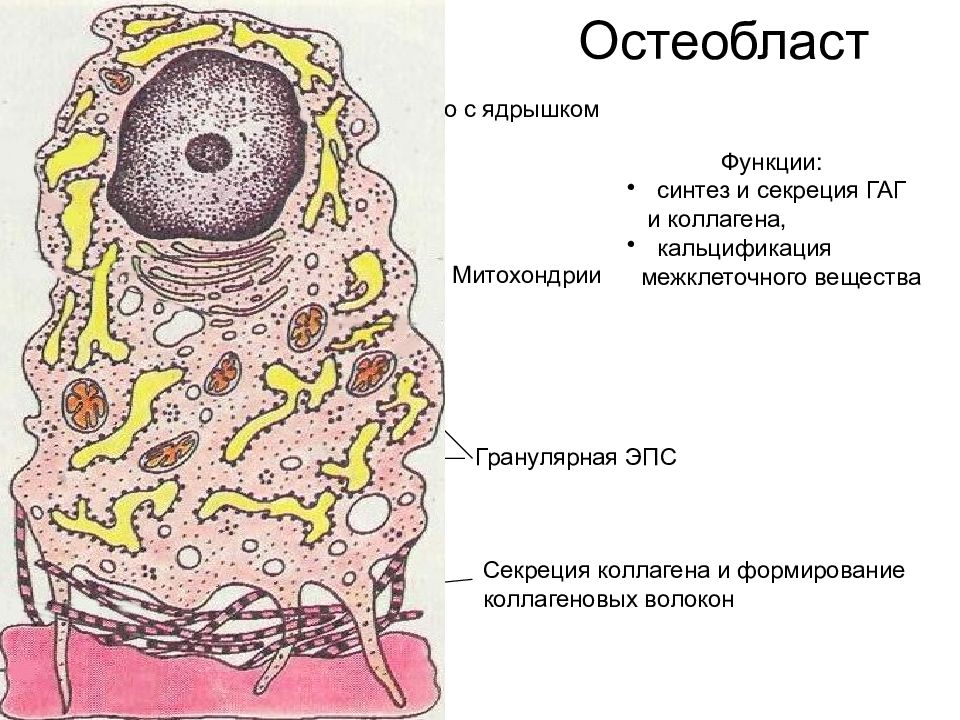 Остеокласты и остеобласты картинки