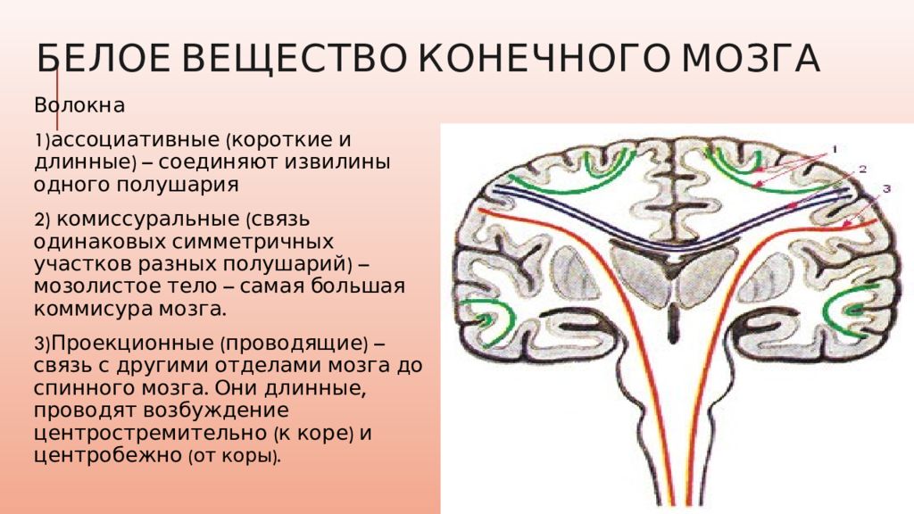 Мозговой серый. Белое вещество конечного мозга. Конечный мозг серое и белое вещество. Проводящие пути конечного мозга. Белое вещество полушарий конечного мозга.