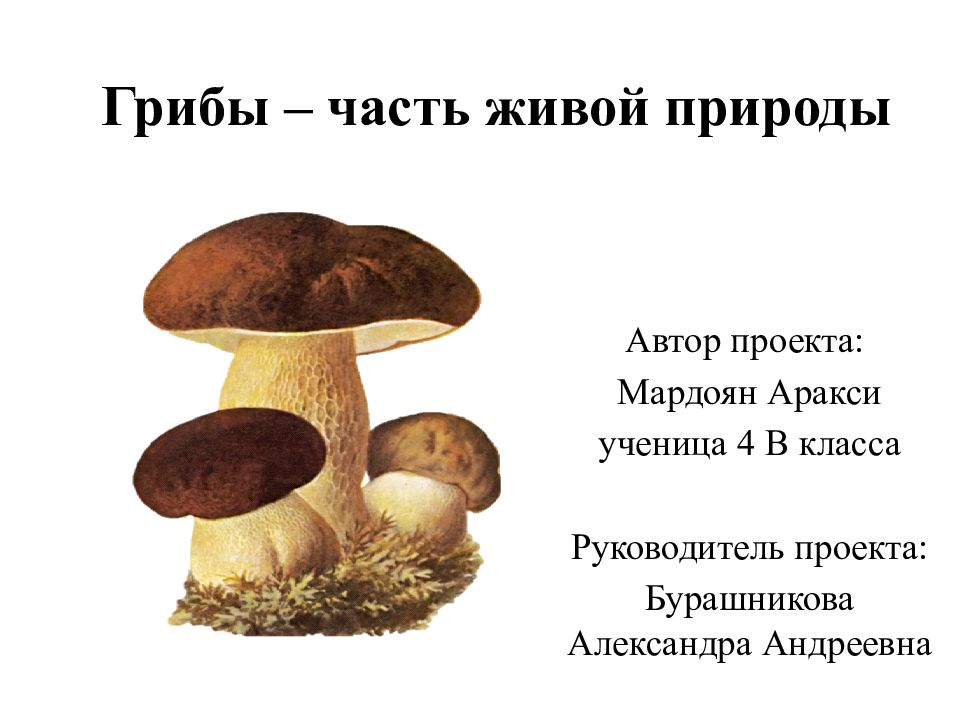 Грибы – часть живой природы