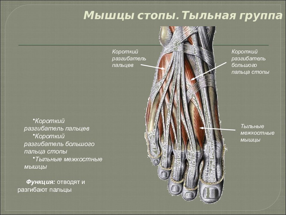 Тыльная сторона это