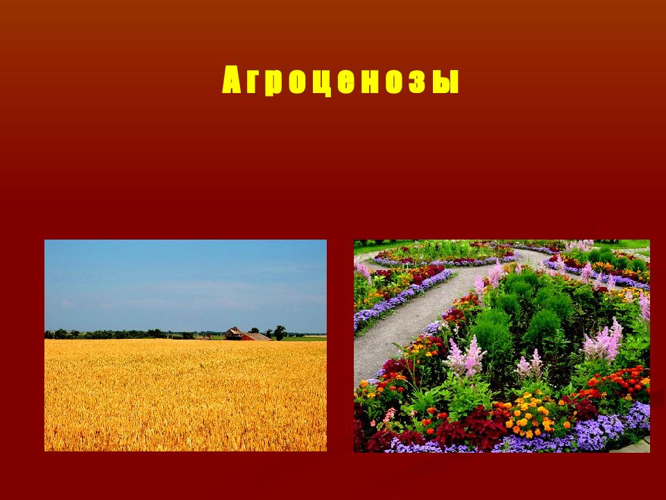 Агроценоз. Агроценоз презентация. Агроценоз картинки. Агроценоз это в биологии.