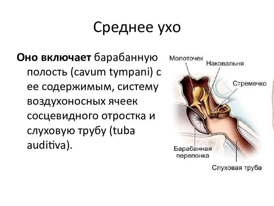 Анатомия среднего уха человека в картинках с описаниями