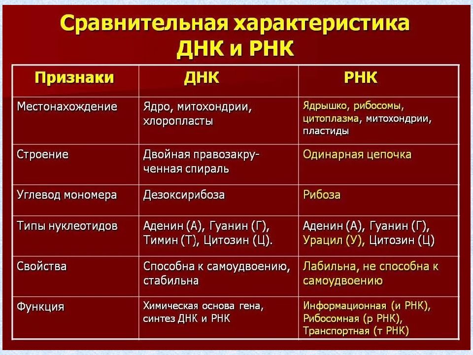 Презентация на тему нуклеиновые кислоты 10 класс химия