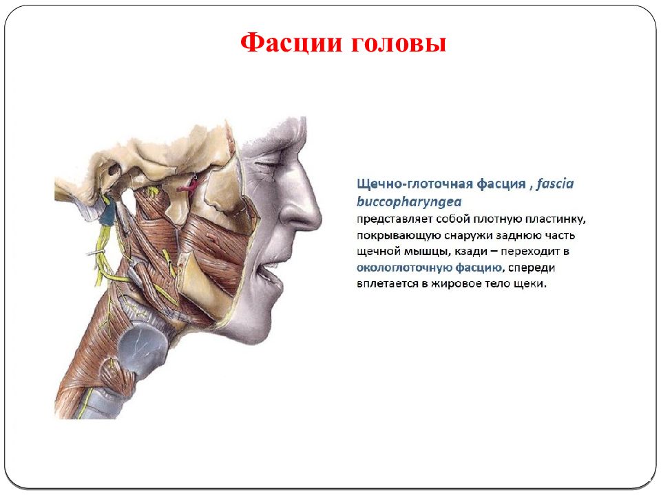 Жировой комок биша. Топография головы и шеи. Фасции и топография головы.