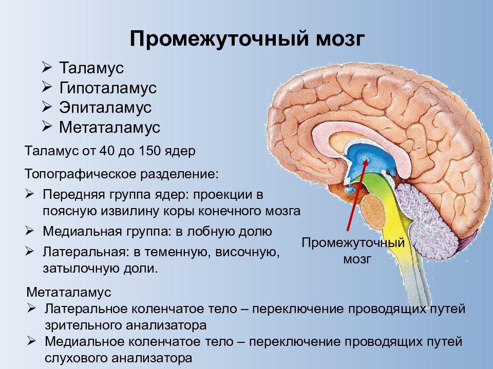 Функции таламуса промежуточного мозга