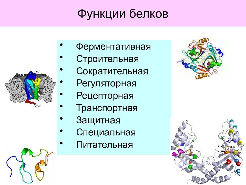 Биологическая роль белков в организме