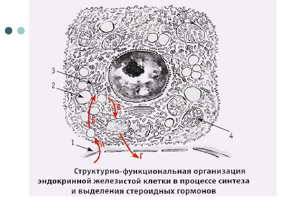 Наука о строении. Тканевые элементы гистология. Компоненты триады гистология. Гистология от греческого. Юга гистология.